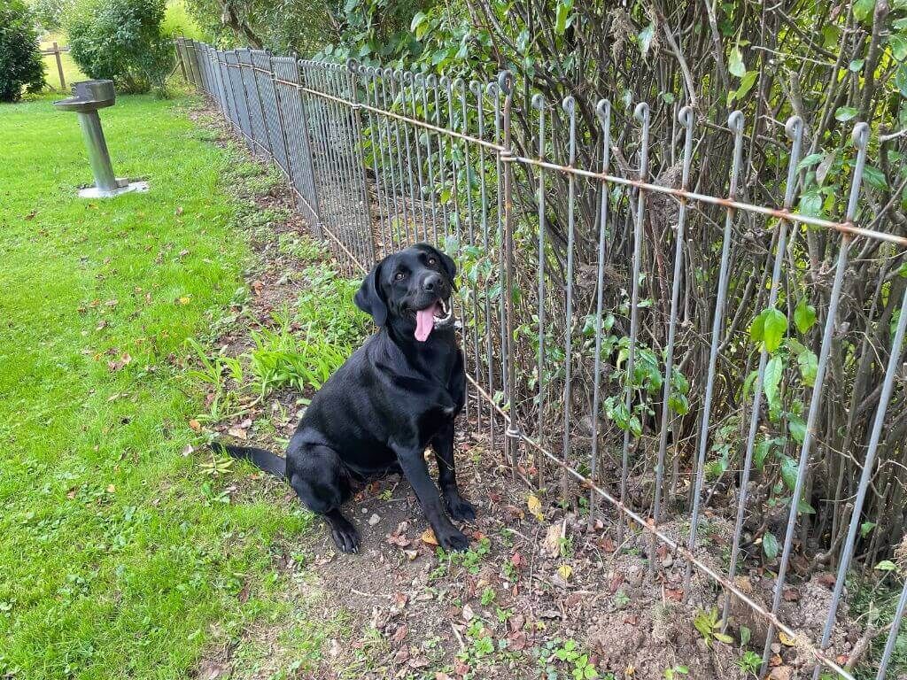 Hundezaun bzw. Gartenzaun zum Stecken "Graz" in Eisen roh Hundezaun bzw. Gartenzaun zum Stecken "Graz" in Eisen roh